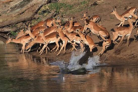 Photographic Safari - image 6