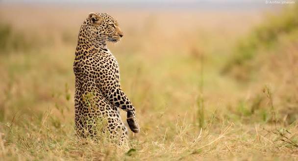 Photographic Safari - image 5