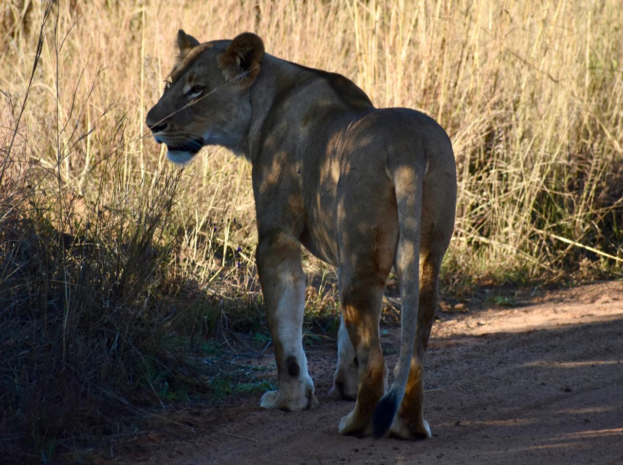 Lioness pausing on a sand track at sunrise
