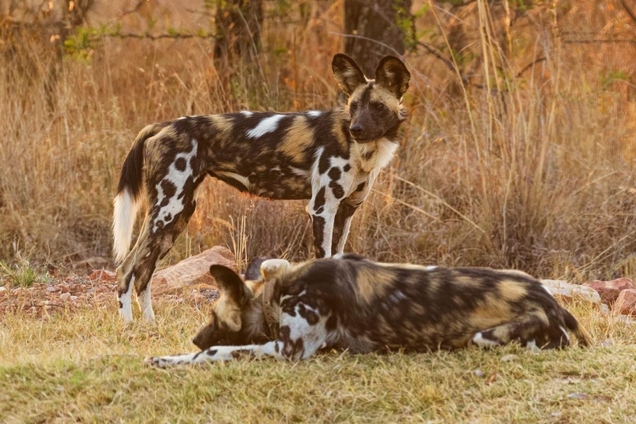 Wild dog sighting