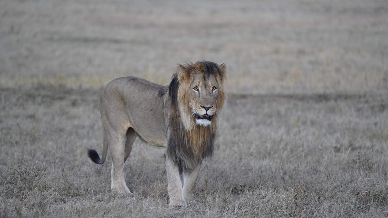 Black-maned lion walking the open plains at dawn