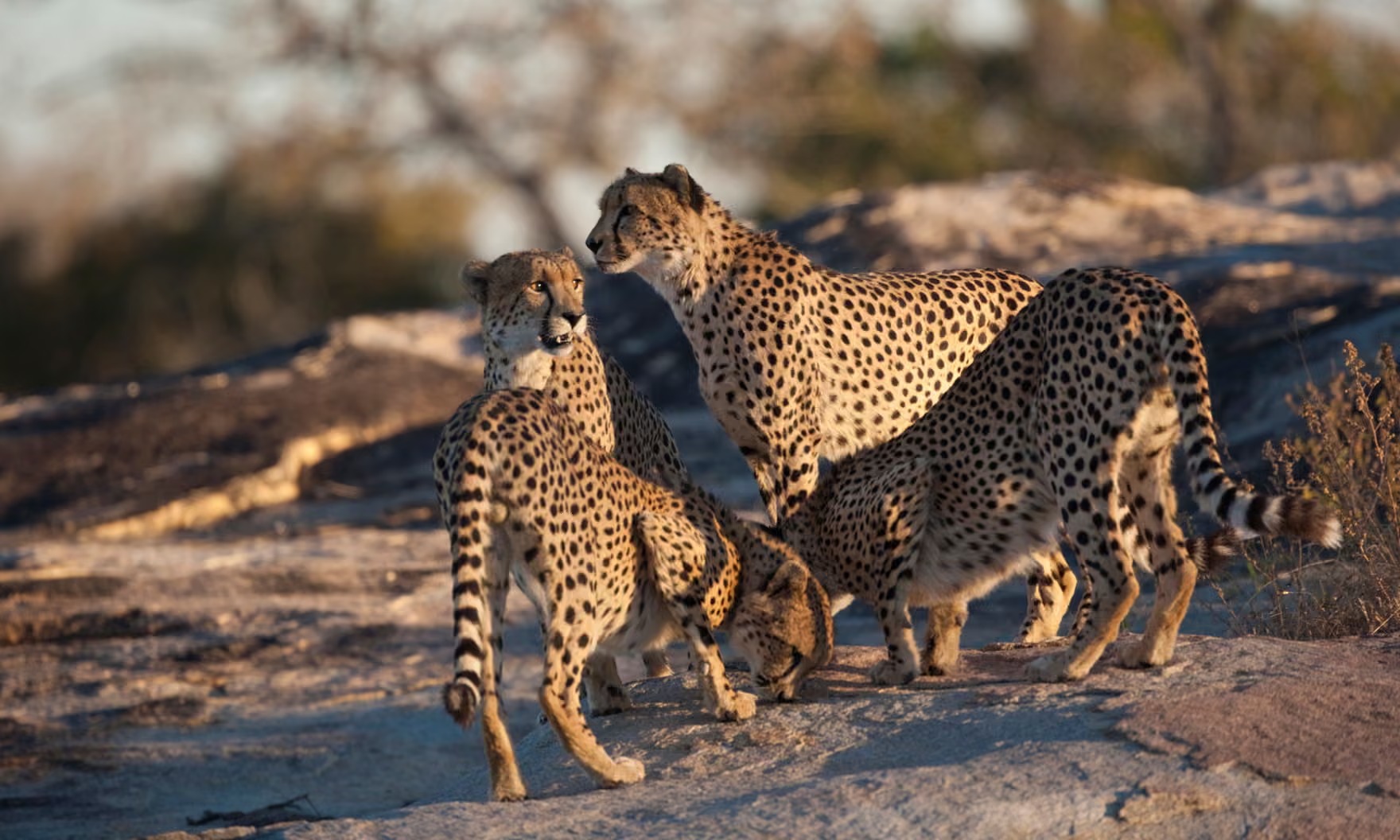 Cheetah coalition on a granite koppie at last light