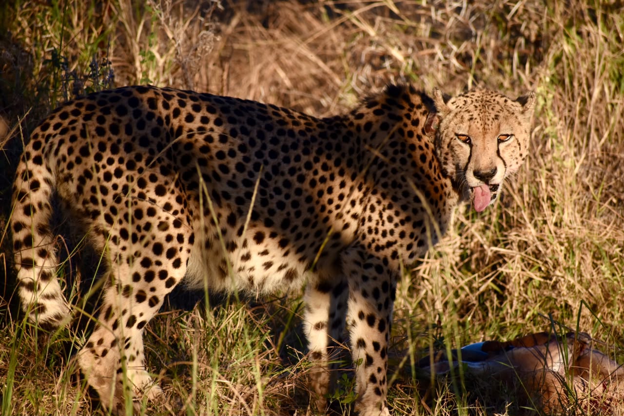 4 Countries Adventure - Okavango Safari - image 3