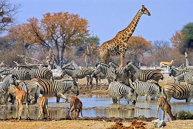 Self-Drive Safari - Kruger & Panorama