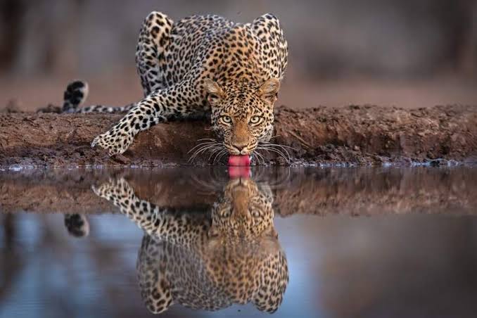Photographic Safari