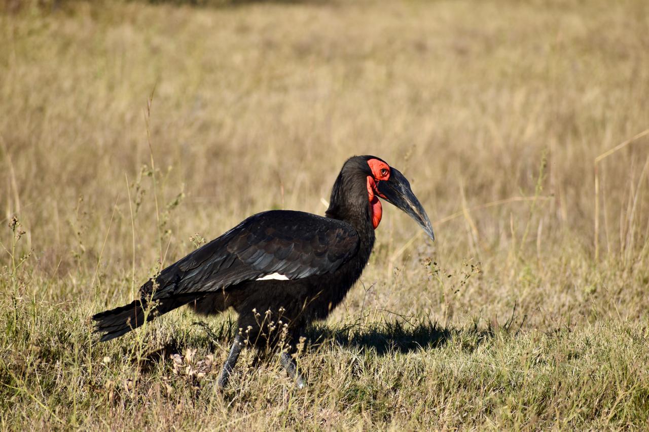 Southern ground hornbill hunting the plains