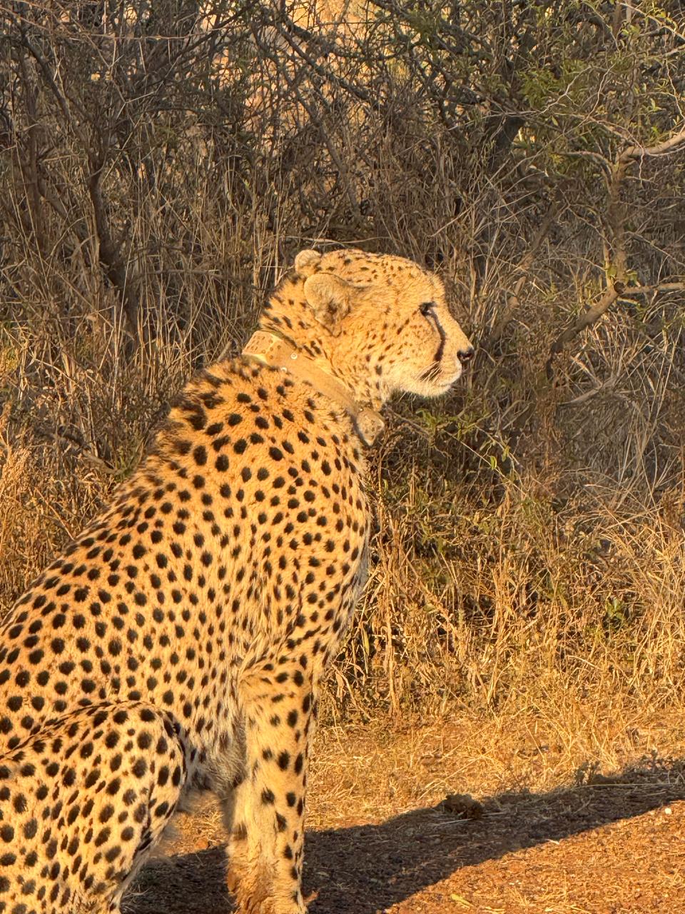 Photographic Safari - image 8
