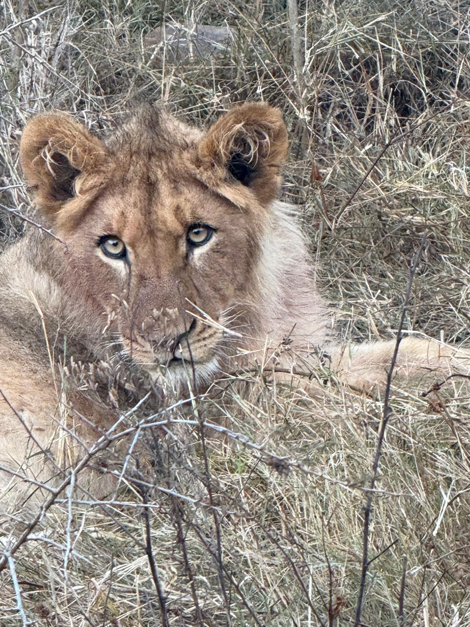 Young lion resting in the winter grass