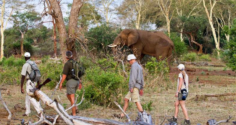 Guided Walking Safari