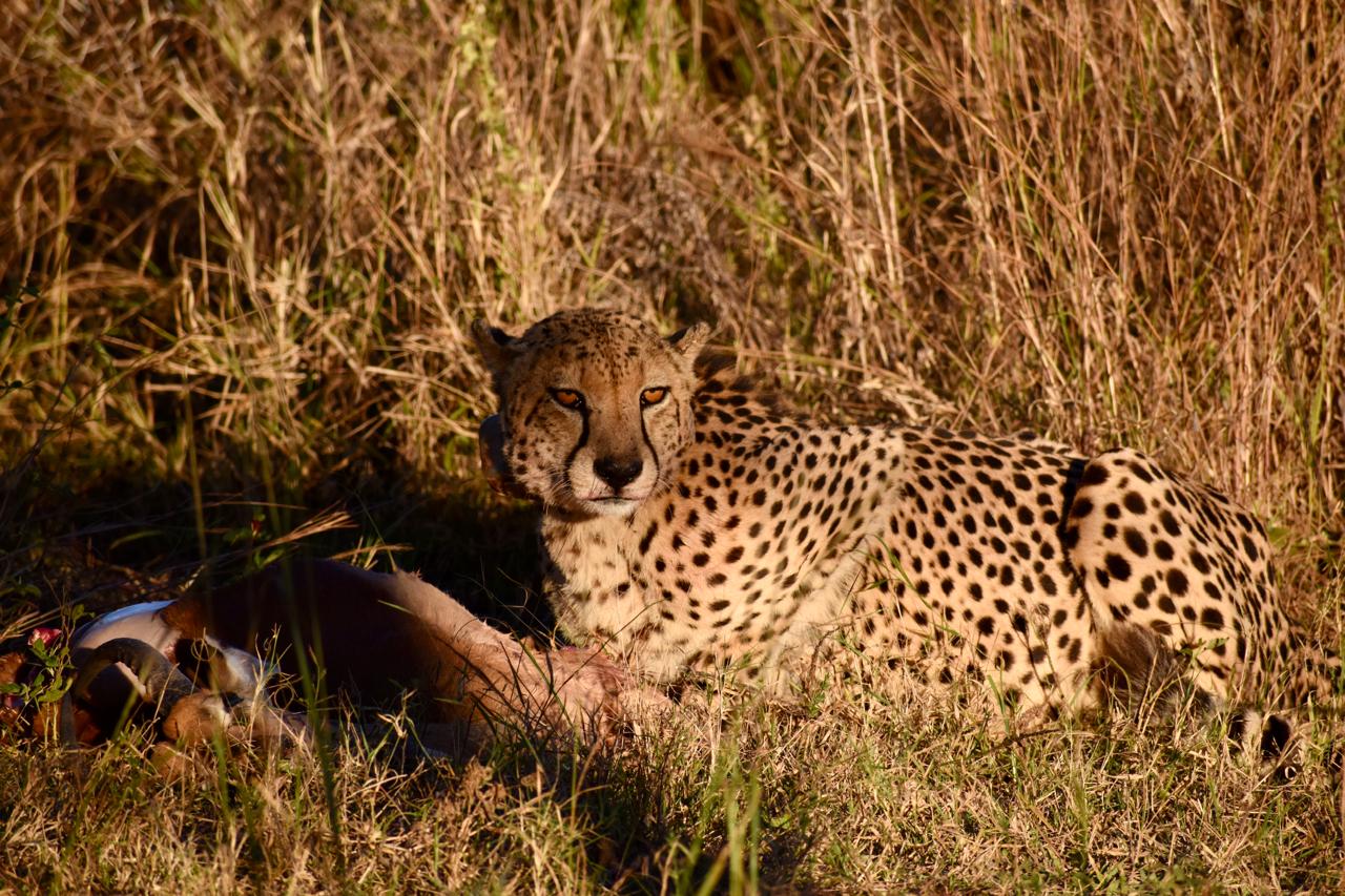 Cheetah resting beside its kill in the long grass