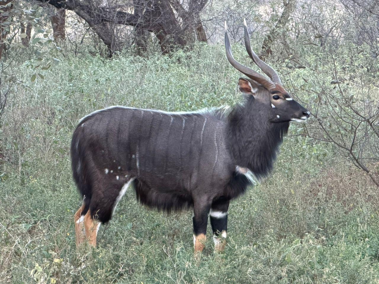 Nyala bull in the mopane bush
