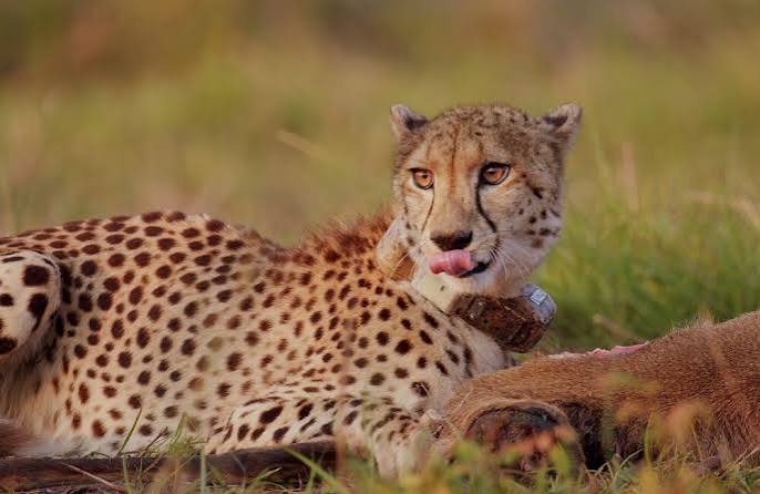 Photographic Safari - image 7