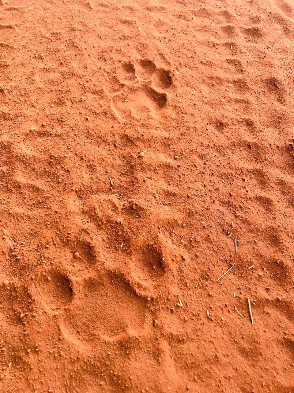 Lion paw prints pressed into warm red Kalahari sand at golden hour