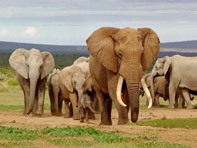 Elephant in the South African bush