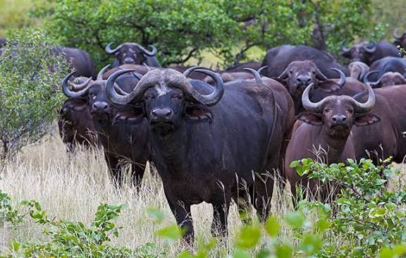 Buffalo in the South African bush