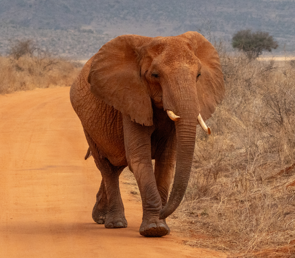 Elephant in the South African bush