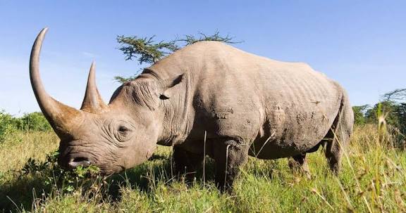 Photographic Safari - image 15