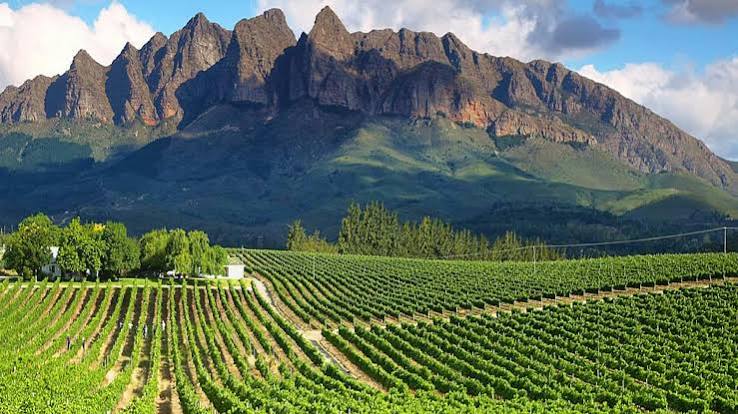 Winelands vineyards below jagged peaks